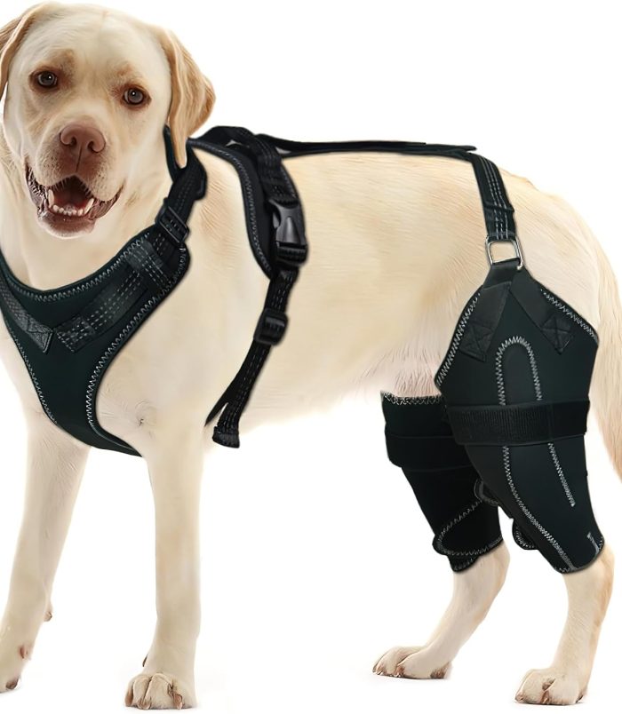 pet-8-1